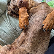 Marcel participe au concours pour gagner de l'argent avec cette photo : dog, paw, fur, blanket, cushion, snout, relaxing, indoor, pet, cute, lying_down, brown_fur, spots, nails, cozy, looking_up, soft_texture, home, comfort, resting