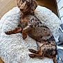 Marcel a rejoint le concours — aidez-le/la à gagner de superbes lots ! dog, dachshund, pet, lying_down, spotted_coat, indoor, cushion, fluffy, wooden_floor, basket, blanket, relaxed, looking_up, brown, black_spots, small_dog, flooring, home, cozy, companion