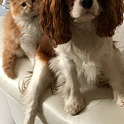 Pepite participe au concours pour gagner de l'argent avec cette photo : kitten, dog, couch, white_leather, orange_fur, brown_fur, pet, indoor, curious, sitting, closeup, furniture, companion, animal, cute, fluffy, domestic, home, relaxed, portrait