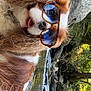 Pepite participe au concours pour gagner de l'argent avec cette photo : dog, sunglasses, outdoor, nature, rock, stream, water, greenery, fur, tongue, pet, animal, portrait, closeup, summer, sunlight, cute, playful, canine, eyewear