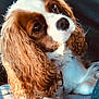 Pepite participe au concours pour gagner de l'argent avec cette photo : dog, cavalier_king_charles_spaniel, pet, animal, fur, ears, close_up, portrait, cute, indoor, relaxed, brown_and_white, paw, snout, fluffy, canine, companion, looking_up, soft_light, curly_hair