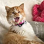 cat, orange_cat, white_cat, fluffy, collar, pink_collar, yawning, feline, pet, indoor, blanket, plush_toy, pink_toy, pillow, cozy, resting, cute, fur, animal, relaxed
