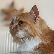 Schipie participe au concours pour gagner de l'argent avec cette photo : animal, blurred_background, calm, cat, closeup, curious, domestic_cat, ears, feline, fluffy, ginger_cat, home, indoor, nose, pet, portrait, side_profile, soft_light, whiskers, white_fur