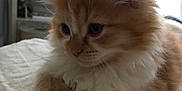 Schipie a rejoint le concours — aidez-le/la à gagner de superbes lots ! kitten, cat, fluffy, orange_cat, white_fur, paws, bed, blanket, indoor, furniture, cozy, pet, animal, cute, young_cat, portrait, soft, relaxed, whiskers, ears