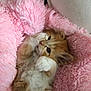 kitten, cat, orange_cat, white_fur, fluffy, cute, pet, animal, sleeping, resting, pink_blanket, soft_texture, cozy, indoor, close_up, paw, fur, small, adorable, lying_down