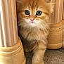 kitten, cat, orange_cat, fluffy, curious, indoor, furniture, wooden_legs, floor, pet, small, cute, whiskers, paw, young, animal, domestic, fur, eyes, adorable