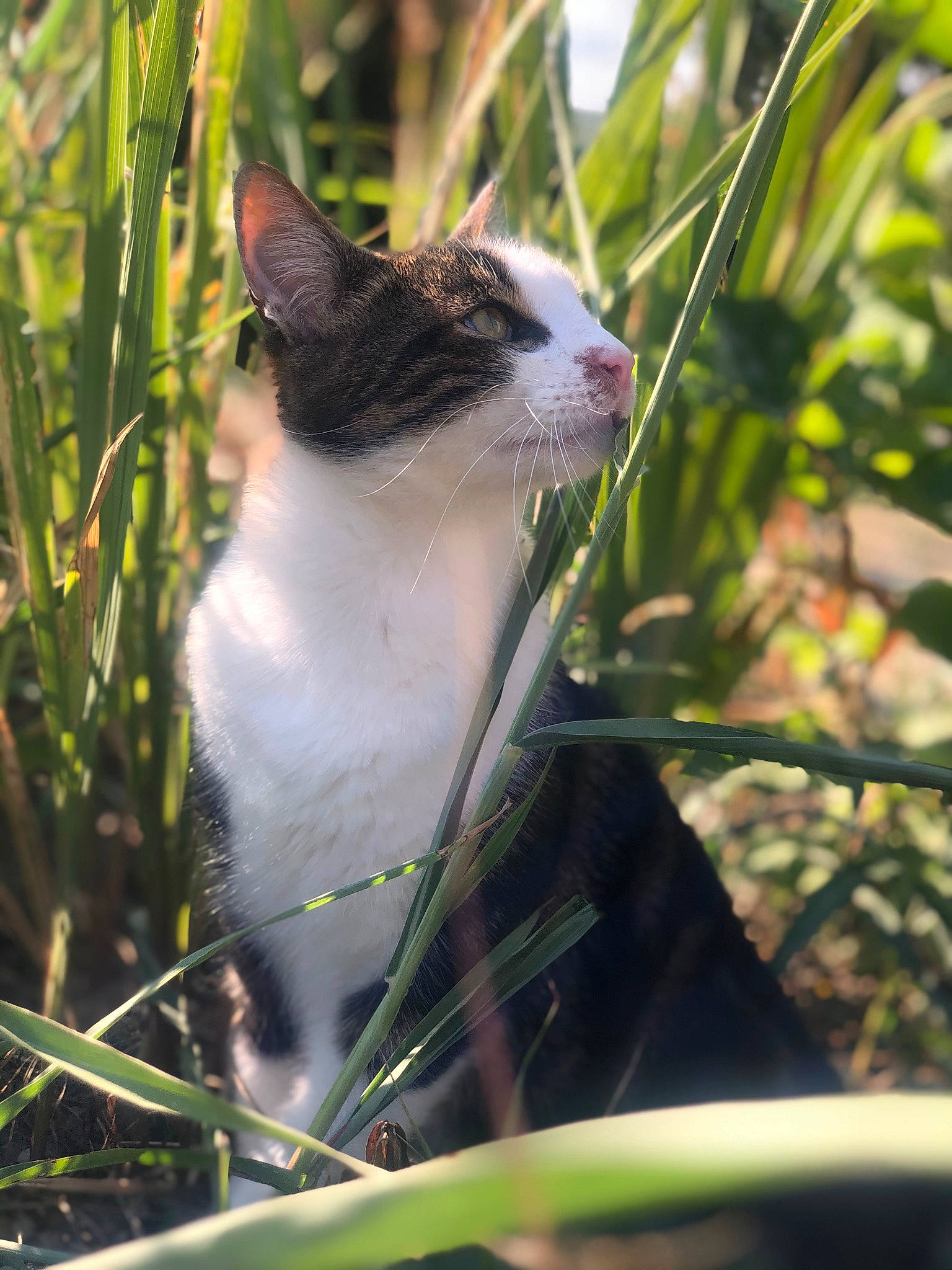 Bébé participe au concours pour gagner de l'argent avec cette photo : carnivore, cat, domestic_short_haired_cat, eye, fawn, felidae, fur, grass, groundcover, herb, plant, plant_stem, small_to_medium_sized_cats, snout, tail, terrestrial_animal, terrestrial_plant, tree, twig, whiskers