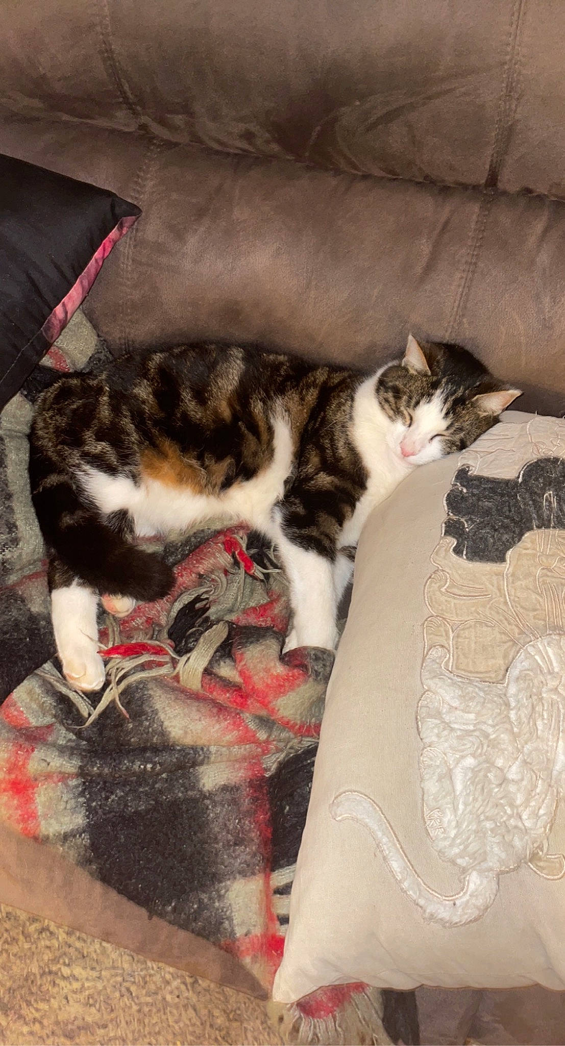 Bébé participe au concours pour gagner de l'argent avec cette photo : carmine, carnivore, cat, claw, comfort, domestic_short_haired_cat, felidae, flooring, fur, human_leg, lap, leg, nap, pattern, paw, small_to_medium_sized_cats, snout, tail, whiskers, wood
