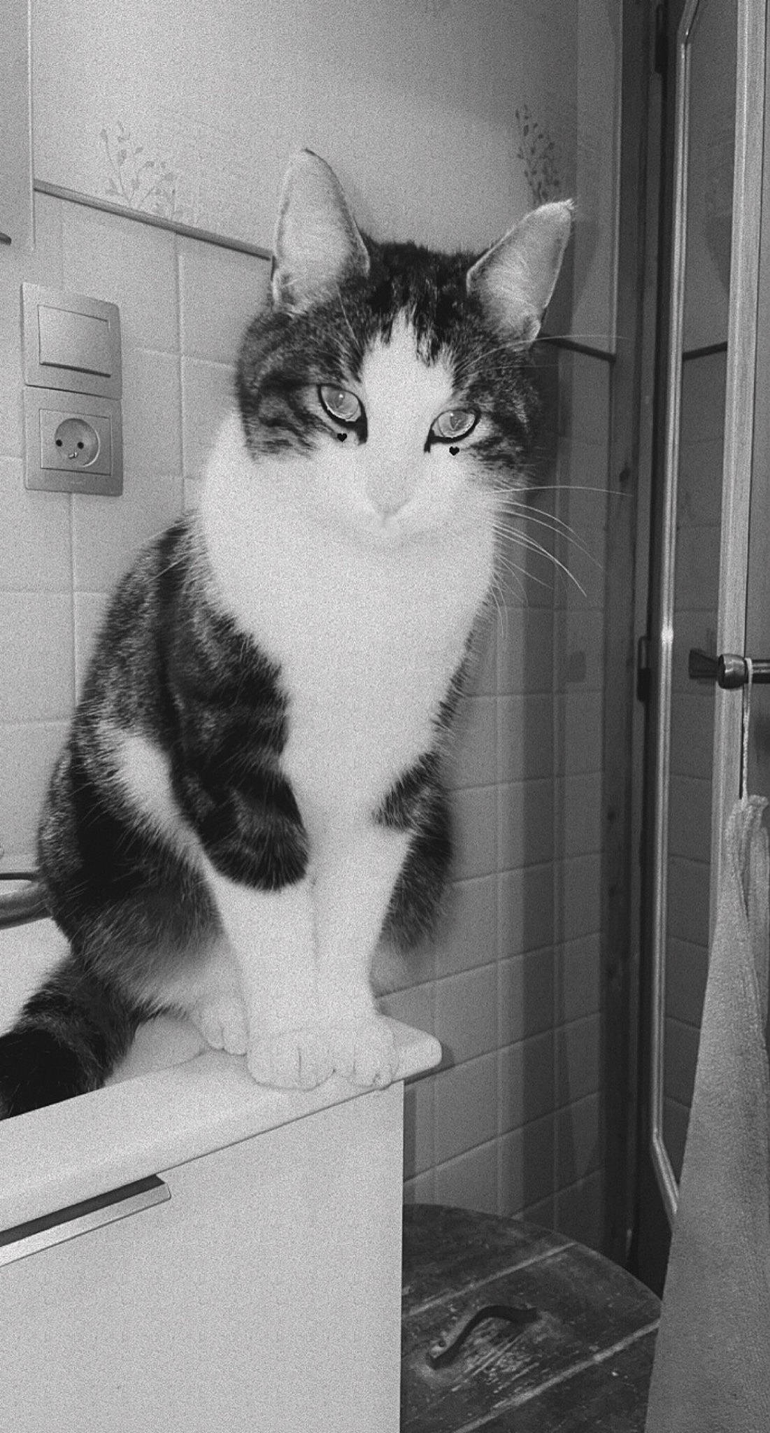 Bébé a rejoint le concours — aidez-le/la à gagner de superbes lots ! black_and_white, carnivore, cat, domestic_short_haired_cat, felidae, fur, grey, monochrome, monochrome_photography, paw, pet_supply, sitting, small_to_medium_sized_cats, snapshot, snout, style, tail, whiskers, white, window