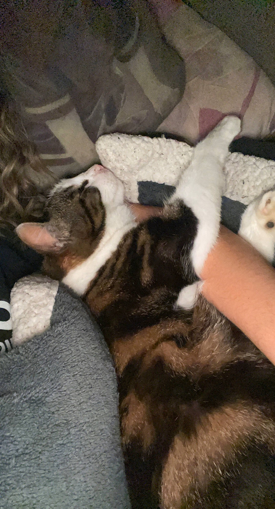 Bébé a rejoint le concours — aidez-le/la à gagner de superbes lots ! carnivore, cat, claw, comfort, companion_dog, dog_breed, domestic_short_haired_cat, felidae, fur, human_leg, lap, mammal, nap, paw, small_to_medium_sized_cats, sporting_group, tail, vertebrate, whiskers, wood