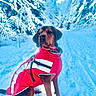 Vahyna participe au concours pour gagner de l'argent avec cette photo : dog, snow, winter_coat, forest, trees, trail, outdoor, cold, nature, pet, canine, red_jacket, leash, animal, snowy, winter, landscape, fur, sitting, scenery