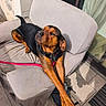 Vahyna participe au concours pour gagner de l'argent avec cette photo : dog, black_and_brown, canine, pet, couch, chair, sunlight, outdoor, relaxed, stretching, pavement, leash, collar, shadow, window, curtain, home, resting, comfortable, daylight