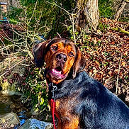 Vahyna participe au concours pour gagner de l'argent avec cette photo : dog, outdoor, nature, tree, rock, leaves, sunlight, animal, pet, mammal, forest, collar, leash, brown, black, canine, sitting, friendly, curious, daylight