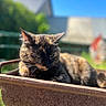 Yuna a rejoint le concours — aidez-le/la à gagner de superbes lots ! cat, tortoiseshell_cat, animal, pet, outdoor, sunlight, metal_container, rustic, greenery, building, blue_sky, relaxed, feline, whiskers, ears, fur, nature, daylight, closeup, portrait