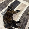 Yuna a rejoint le concours — aidez-le/la à gagner de superbes lots ! cat, tortoiseshell_cat, bed, bedspread, indoor, feline, pet, animal, resting, patterned_bedding, wooden_wall, lamp, nightstand, cozy, looking_at_camera, domestic_cat, relaxed, fur, whiskers, tail
