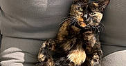 Yuna a rejoint le concours — aidez-le/la à gagner de superbes lots ! cat, tortoiseshell, pet, animal, feline, relaxed, chair, cushion, sunlight, indoor, fur, whiskers, paw, tail, comfortable, resting, cute, domestic, cozy, portrait