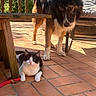 Chouquette participe au concours pour gagner de l'argent avec cette photo : dog, cat, patio, outdoor, sunlight, tiled_floor, wooden_table, cushioned_chair, black_and_white_cat, curious_dog, relaxed_cat, animal, pet, nature, greenery, fence, daylight, looking_down, resting, companions