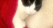 Chouquette participe au concours pour gagner de l'argent avec cette photo : cat, sleeping, black_and_white, blanket, red, pillow, white, cozy, fur, pet, indoor, resting, cute, animal, soft, closeup, relaxing, comfort, domestic, nap