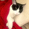 cat, sleeping, black_and_white, blanket, red, pillow, white, cozy, fur, pet, indoor, resting, cute, animal, soft, closeup, relaxing, comfort, domestic, nap
