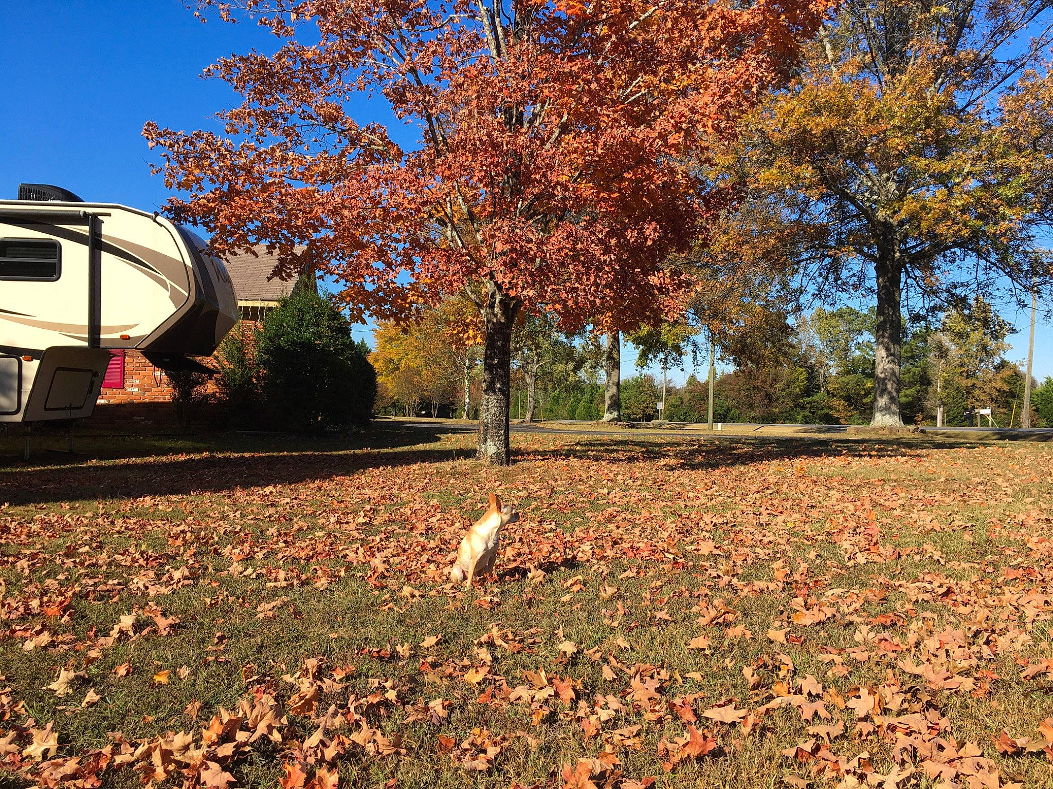 Chloe joined the competition — help win amazing prizes! autumn, branch, car, city, deciduous, landscape, leaf, maple, park, plant, sky, soil, spring, state_park, sunlight, tints_and_shades, transport, tree, vehicle, woody_plant