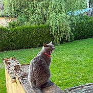Grizou a rejoint le concours — aidez-le/la à gagner de superbes lots ! cat, gray_cat, yawning, outdoor, garden, green_grass, stone_wall, moss, collar, pet, animal, nature, hedge, trees, daylight, fur, tail, sitting, relaxed, mammal