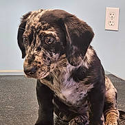 Coco joined the competition — help win amazing prizes! puppy, dog, speckled_coat, black, brown, sitting, indoor, floor, cute, pet, young, ears, fur, wall, power_outlet, animal, looking_away, paw, portrait, closeup