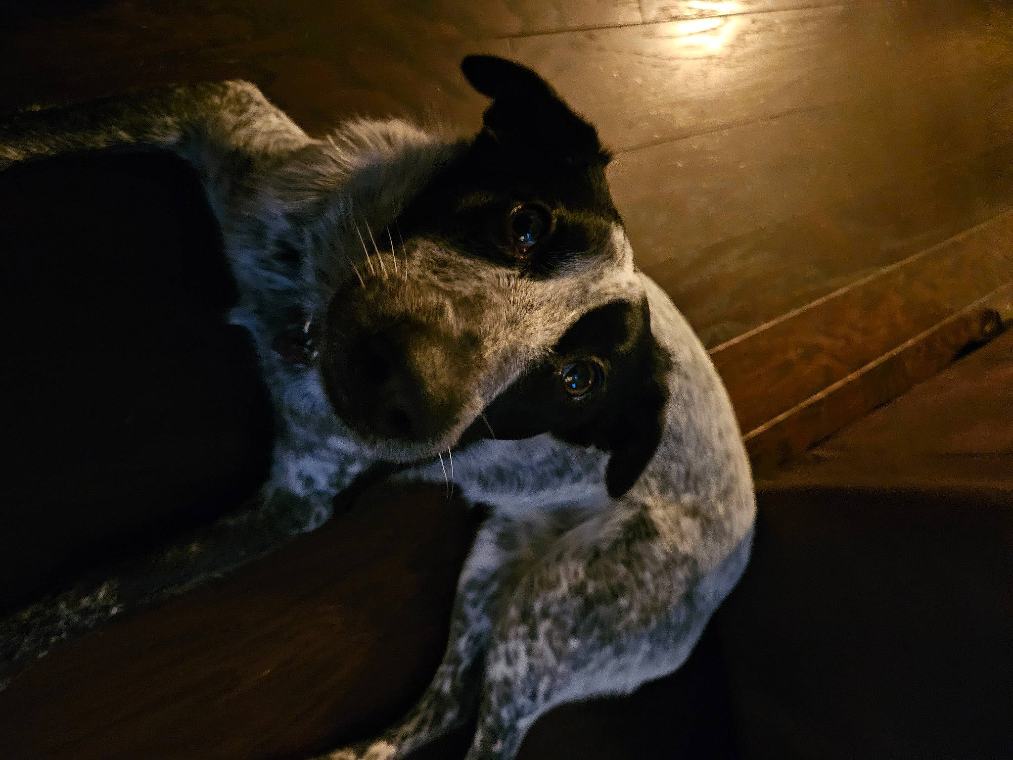 Pepper joined the competition — help win amazing prizes! anteater, art, artifact, bone, canidae, darkness, dog_breed, extinction, felidae, fur, horn, jaw, marsupial, small_to_medium_sized_cats, snout, terrestrial_animal, whiskers, wildlife, wood, working_animal