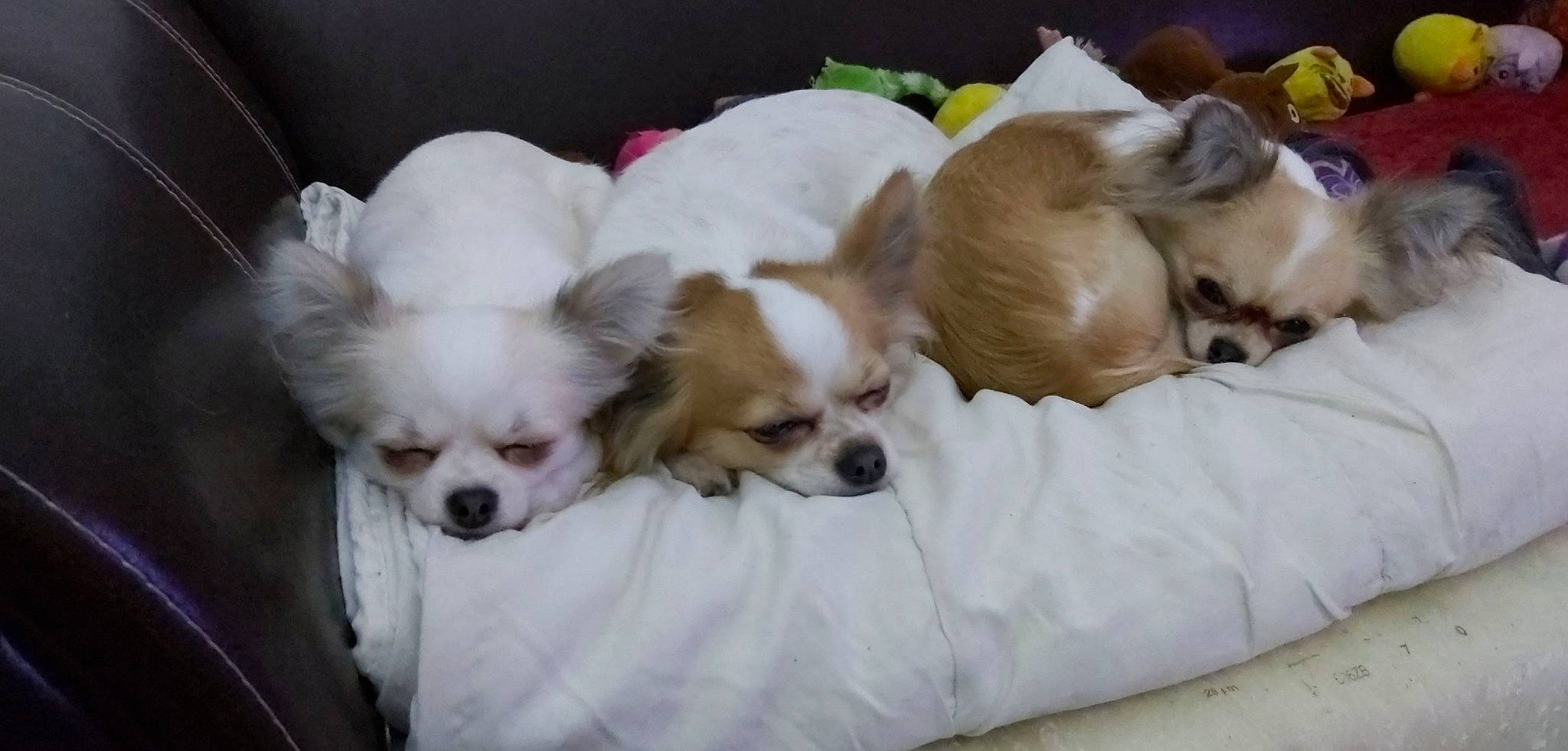 Nazarée Et Nugget'S participe au concours pour gagner de l'argent avec cette photo : ancient_dog_breeds, bolonka, canidae, carnivore, chihuahua, chinese_imperial_dog, companion_dog, dog, dog_breed, fawn, mammal, puppy, puppy_love, shih_tzu, snout, sporting_group, toy_dog, vertebrate