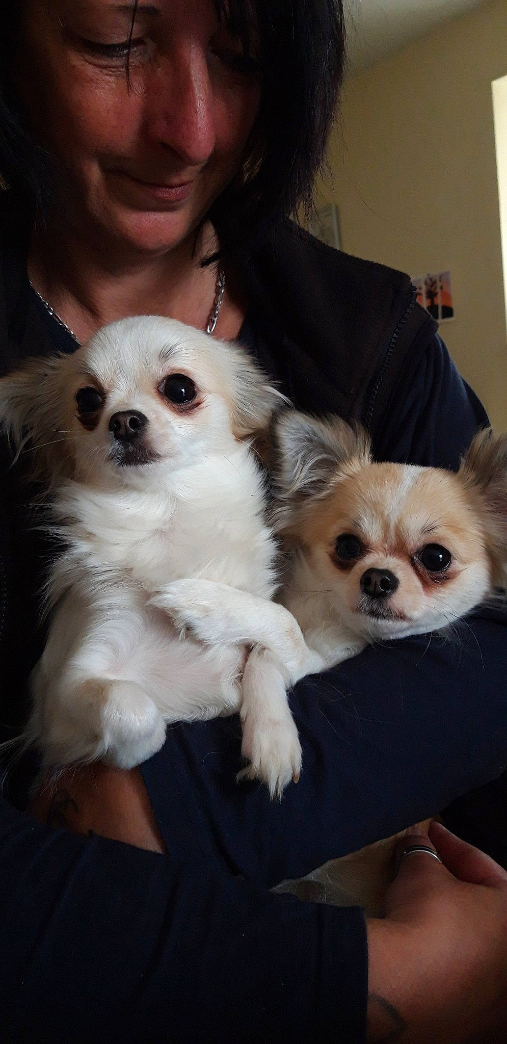 Nazarée Et Nugget'S participe au concours pour gagner de l'argent avec cette photo : canidae, carnivore, companion_dog, dog, dog_breed, ear, eye, fur, head, mammal, nose, photography, puppy, puppy_love, rare_breed_dog, skin, snout, sporting_group, vertebrate, whiskers