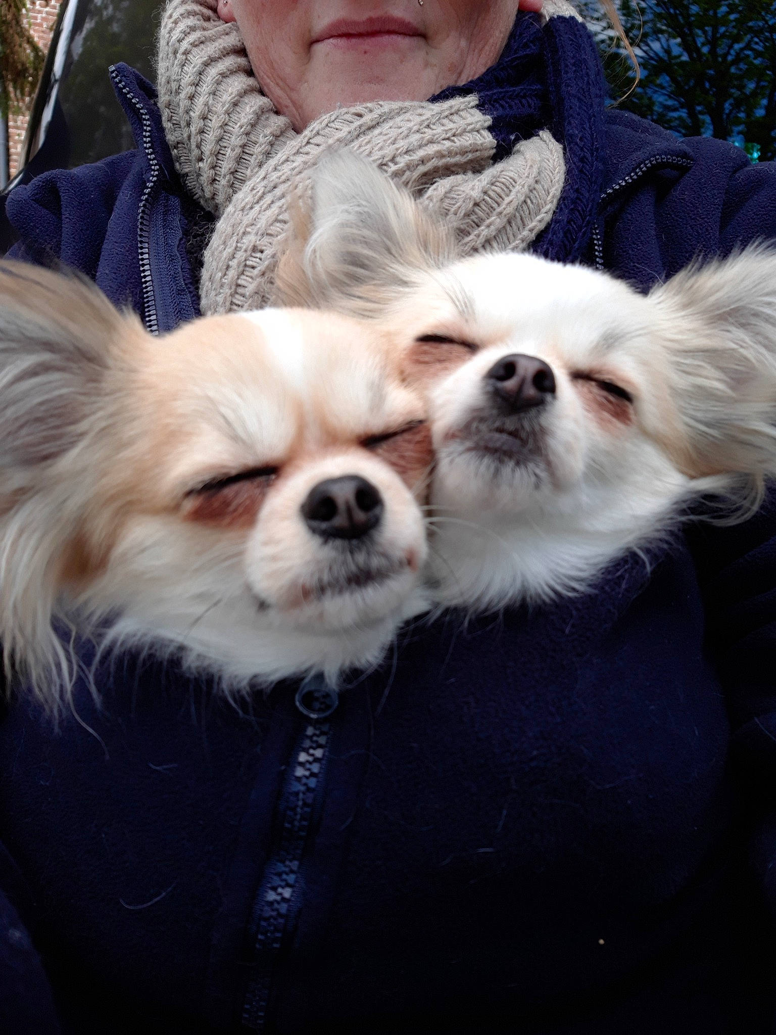 Nazarée Et Nugget'S a rejoint le concours — aidez-le/la à gagner de superbes lots ! canidae, carnivore, companion_dog, dog, dog_breed, fur, head, japanese_chin, mammal, pekingese, photography, puppy, puppy_love, sky, smile, snout, sporting_group, tibetan_spaniel, toy_dog, vertebrate