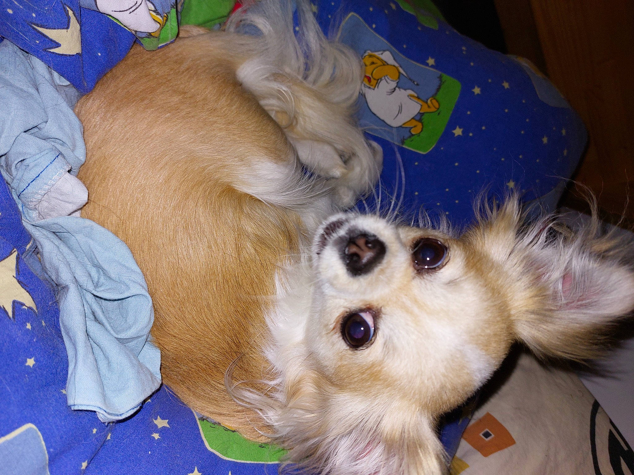 Nazarée participe au concours pour gagner de l'argent avec cette photo : canidae, carnivore, companion_dog, dog, dog_breed, dog_supply, ear, fawn, fur, non_sporting_group, paw, pet_supply, puppy, snout, sporting_group, toy_dog, whiskers, working_animal