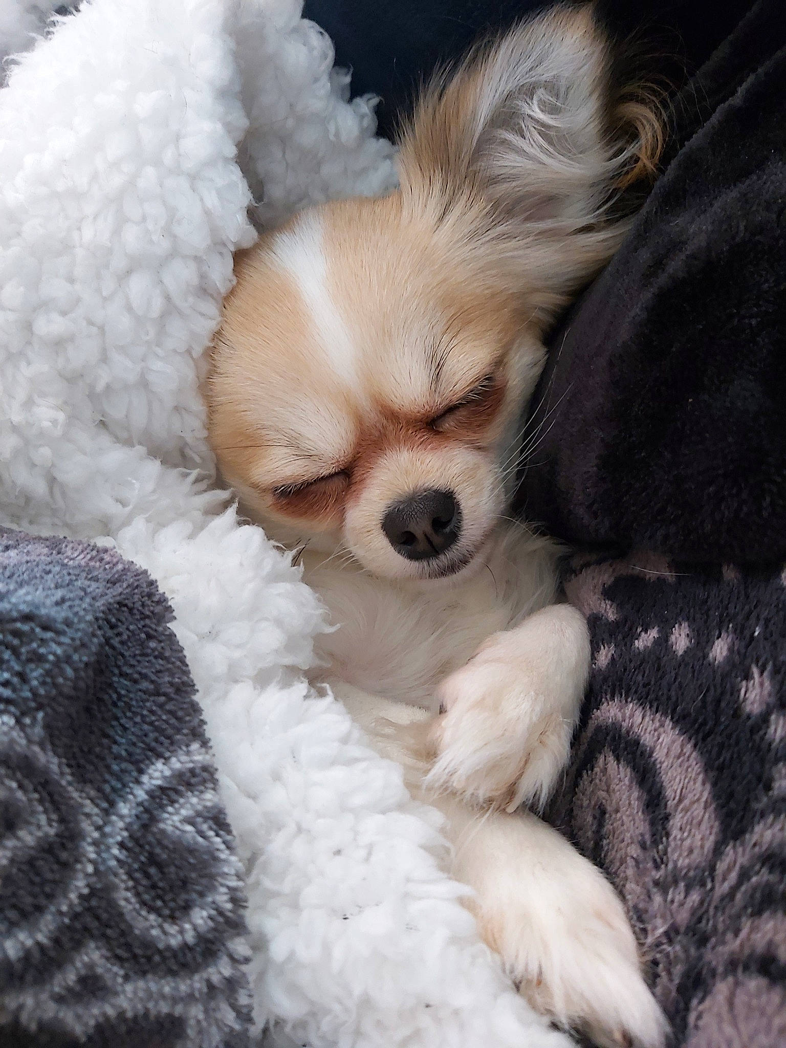 Nazarée a rejoint le concours — aidez-le/la à gagner de superbes lots ! canidae, carnivore, chihuahua, companion_dog, dog, dog_breed, ear, fawn, fur, maltepoo, mammal, morkie, nose, pomeranian, puppy, puppy_love, snout, sporting_group, toy_dog, whiskers