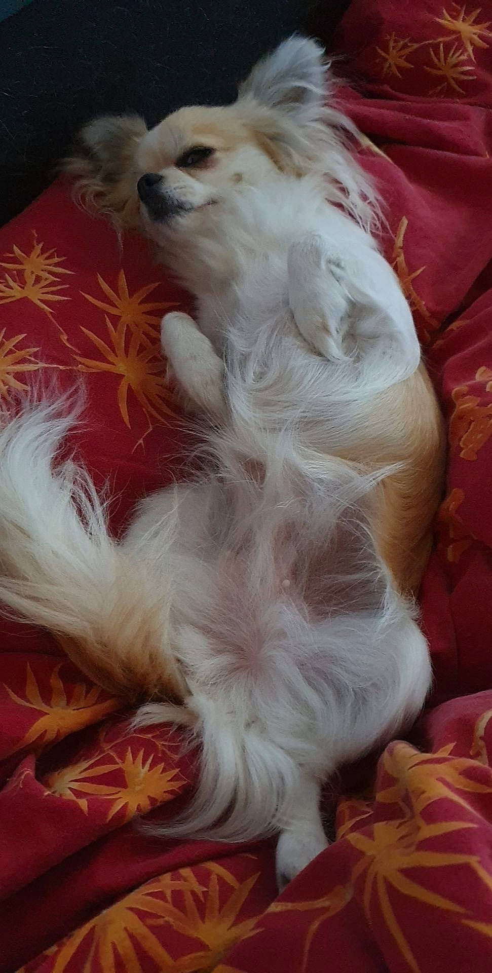 Nazarée participe au concours pour gagner de l'argent avec cette photo : carnivore, companion_dog, dog, dog_breed, dog_supply, fang, fawn, foot, fur, gun_dog, liver, natural_material, paw, snout, sporting_group, tail, toy_dog, vertebrate, whiskers, working_animal