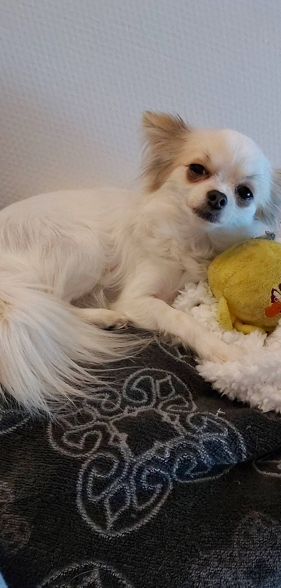 Nuggets a rejoint le concours — aidez-le/la à gagner de superbes lots ! canidae, carnivore, companion_dog, corgi_chihuahua, dog, dog_breed, dog_supply, fawn, fur, german_spitz, german_spitz_klein, pet_supply, pomeranian, puppy, snout, spitz, sporting_group, toy_dog, volpino_italiano, whiskers