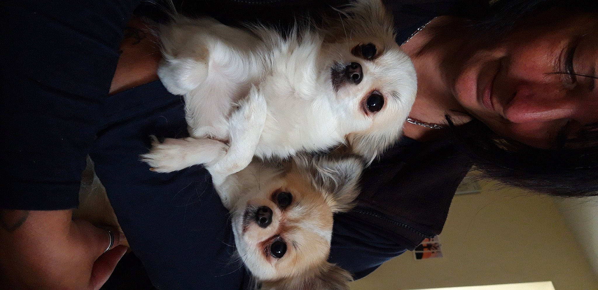 Nuggets participe au concours pour gagner de l'argent avec cette photo : canidae, carnivore, companion_dog, dog, dog_breed, dog_supply, ear, fawn, felidae, fur, organ, paw, small_to_medium_sized_cats, snout, sporting_group, toy, toy_dog, whiskers, white, working_animal