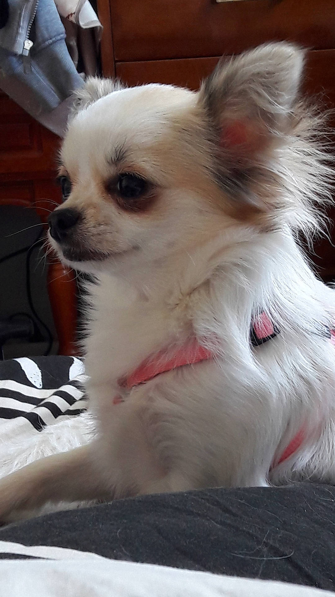 Nuggets participe au concours pour gagner de l'argent avec cette photo : canidae, carnivore, collar, companion_dog, corgi_chihuahua, dog, dog_breed, dog_supply, ear, fawn, fur, non_sporting_group, pet_supply, snout, sporting_group, terrestrial_animal, toy_dog, whiskers, working_animal