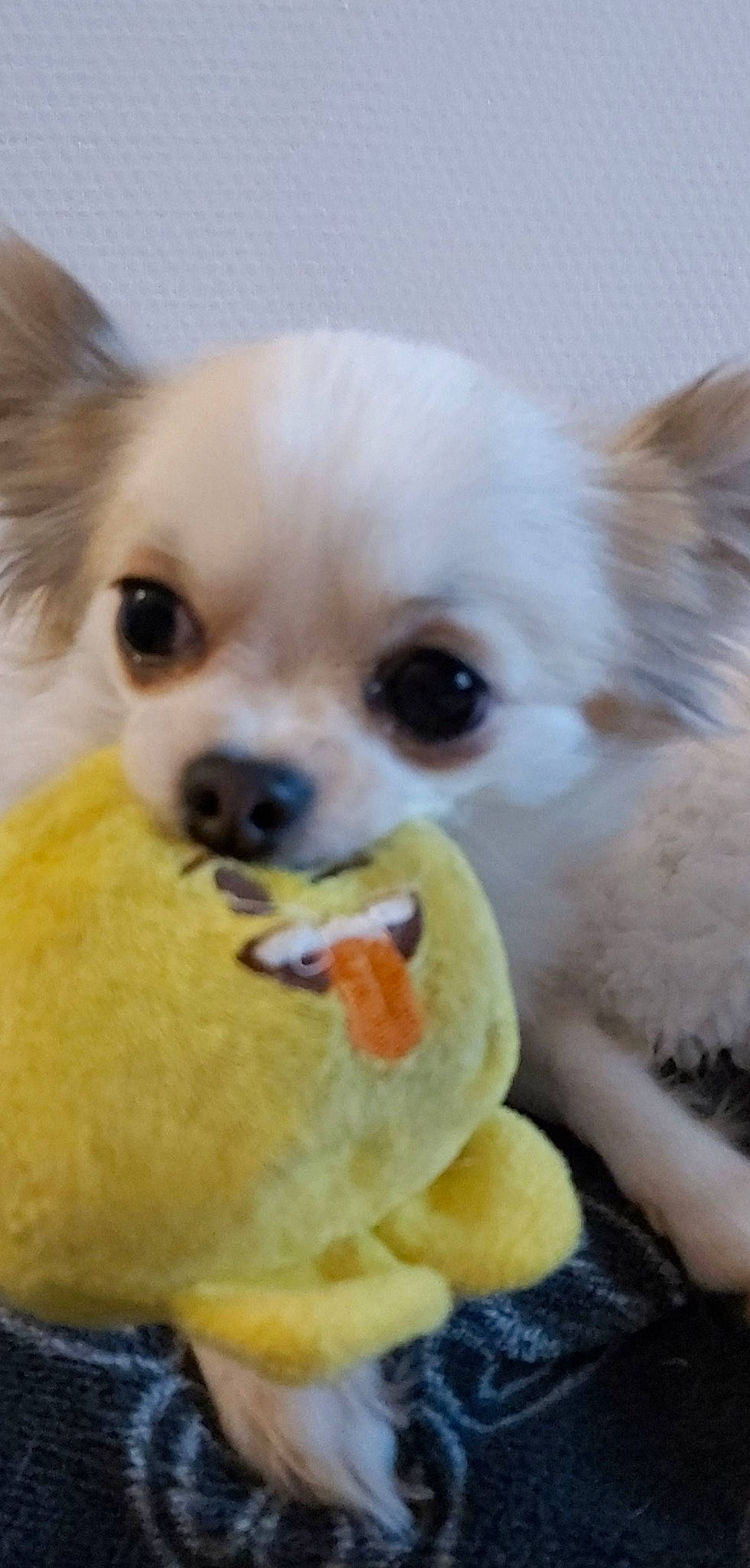 Nuggets participe au concours pour gagner de l'argent avec cette photo : canidae, carnivore, chihuahua, close_up, companion_dog, dog, dog_breed, dog_supply, ear, fawn, fur, mammal, nose, puppy_love, snout, sporting_group, toy_dog, vertebrate, whiskers, working_animal