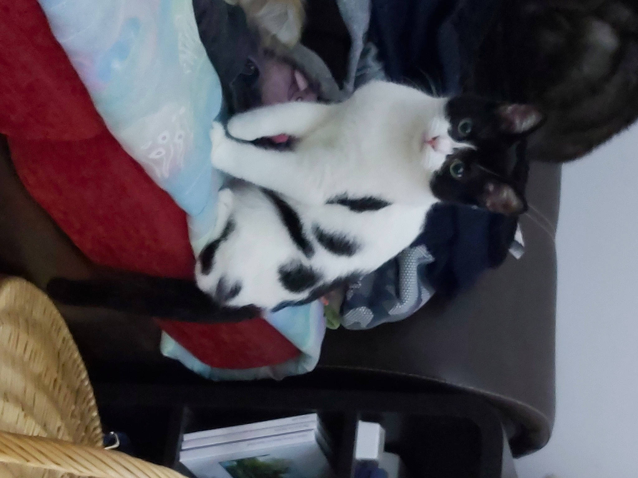 Pepsypanda participe au concours pour gagner de l'argent avec cette photo : canidae, carmine, carnivore, comfort, companion_dog, dog, dog_breed, fang, fawn, felidae, fur, jaw, non_sporting_group, small_to_medium_sized_cats, snout, sporting_group, tail, whiskers