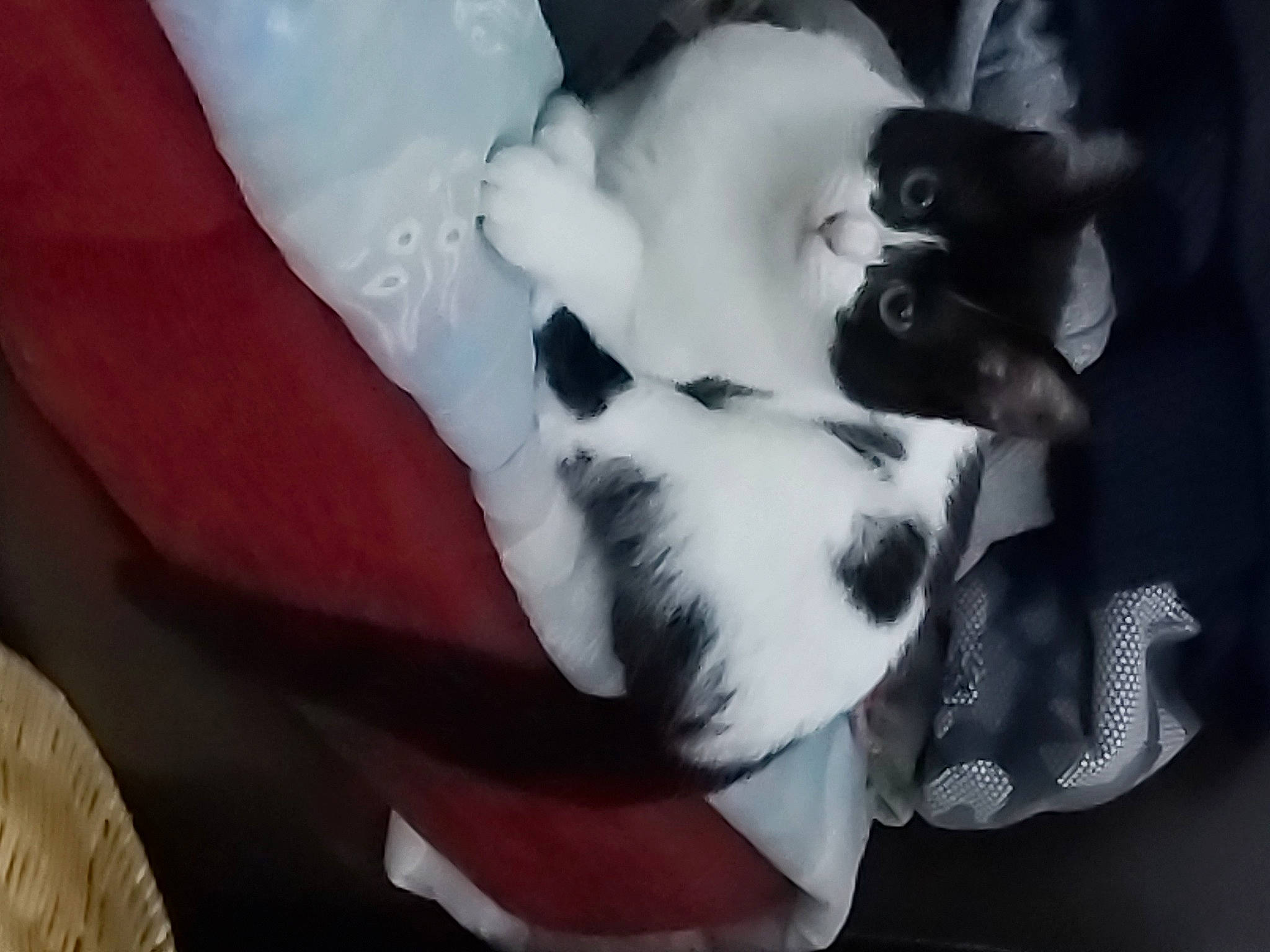 Pepsypanda participe au concours pour gagner de l'argent avec cette photo : arm, black_hair, carnivore, comfort, companion_dog, dog_breed, dress, eye, fawn, felidae, fur, gesture, human_body, human_leg, leg, linens, nail, petal, small_to_medium_sized_cats, whiskers