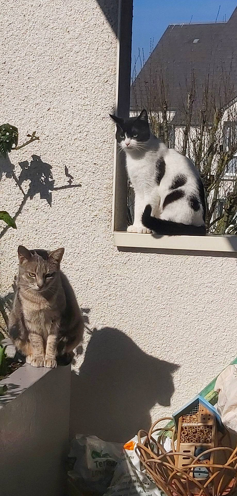 Pepsypanda participe au concours pour gagner de l'argent avec cette photo : black, black_and_white, blue, carnivore, cat, felidae, green, grey, light, mammal, organism, photograph, plant, small_to_medium_sized_cats, style, sunlight, vertebrate, whiskers, white, window