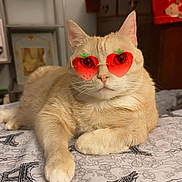 Peanut joined the competition — help win amazing prizes! cat, beige_cat, sunglasses, strawberry_sunglasses, pet, indoor, bed, furniture, relaxed, lying_down, animal, cute, whiskers, ears, paw, table, room, decor, fashion, cool