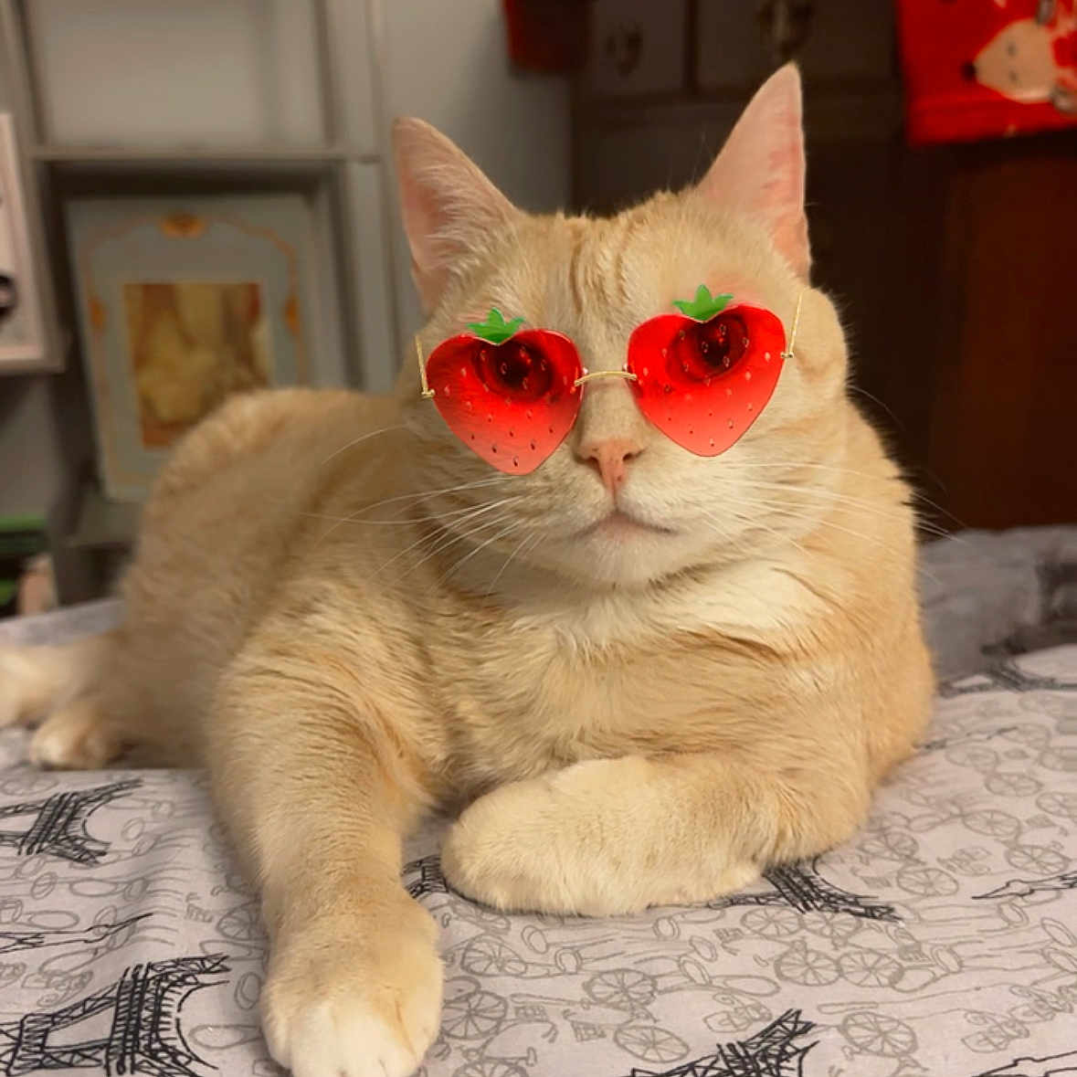 Peanut joined the competition — help win amazing prizes! animal, bed, beige_cat, cat, cool, cute, decor, ears, fashion, furniture, indoor, lying_down, paw, pet, relaxed, room, strawberry_sunglasses, sunglasses, table, whiskers
