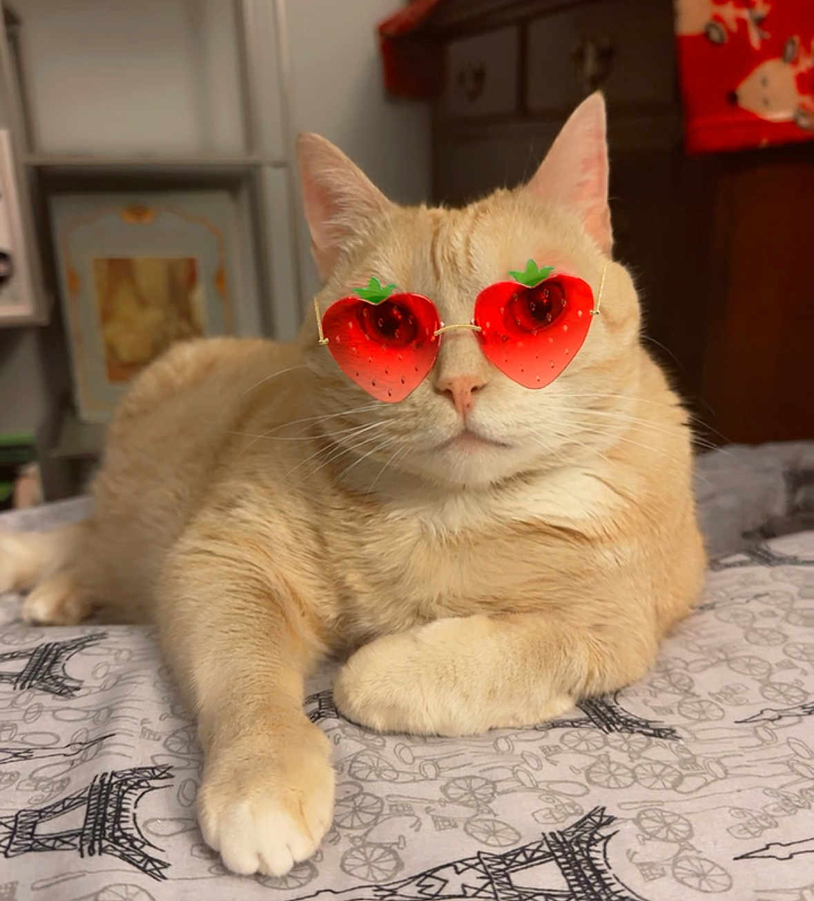 Peanut joined the competition — help win amazing prizes! cat, beige_cat, sunglasses, strawberry_sunglasses, pet, indoor, bed, furniture, relaxed, lying_down, animal, cute, whiskers, ears, paw, table, room, decor, fashion, cool