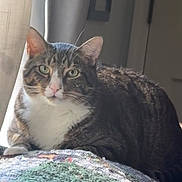 Jasper is registered to the contest to win money with this photo: cat, tabby_cat, feline, pet, indoor, window_light, blanket, relaxed, resting, fur, whiskers, ears, green_eyes, pink_nose, close_up, animal, mammal, domestic_animal, cozy, home