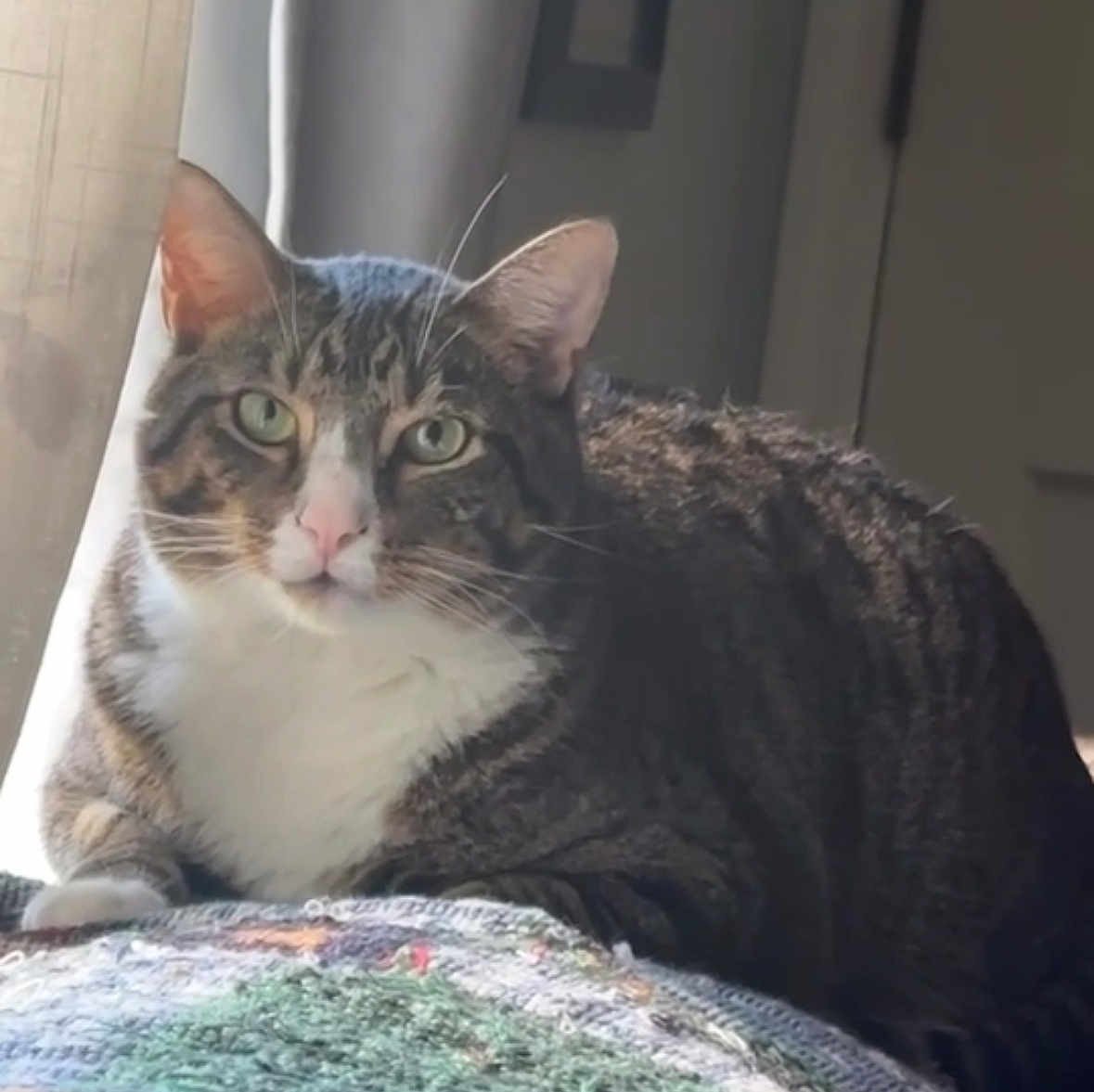 Jasper is registered to the contest to win money with this photo: cat, tabby_cat, feline, pet, indoor, window_light, blanket, relaxed, resting, fur, whiskers, ears, green_eyes, pink_nose, close_up, animal, mammal, domestic_animal, cozy, home