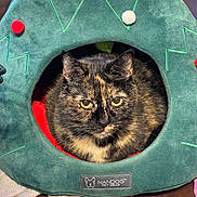 Triscuit joined the competition — help win amazing prizes! cat, tortoiseshell_cat, pet, animal, feline, face, eyes, ears, fur, whiskers, indoor, pet_bed, green, crown_shaped, red_pom_poms, cozy, sitting, portrait, wooden_surface, brand_label