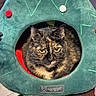 cat, tortoiseshell_cat, pet, animal, feline, face, eyes, ears, fur, whiskers, indoor, pet_bed, green, crown_shaped, red_pom_poms, cozy, sitting, portrait, wooden_surface, brand_label