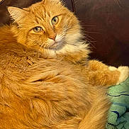 Fresca is registered to the contest to win money with this photo: animal, cat, closeup, couch, cozy, cute, domestic, ears, eyes, feline, fluffy_fur, indoor, leather, orange_tabby, pet, relaxed, resting, tail, towel, whiskers