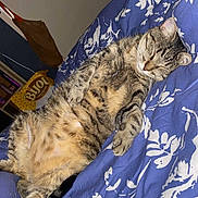 Tango a rejoint le concours — aidez-le/la à gagner de superbes lots ! animal, bed, blue, cat, comforter, cozy, cute, cute_pet, domestic, fluffy, fur, indoor, mammal, pet, relaxed, resting, sleeping, striped, tabby, white