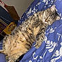animal, bed, blue, cat, comforter, cozy, cute, cute_pet, domestic, fluffy, fur, indoor, mammal, pet, relaxed, resting, sleeping, striped, tabby, white